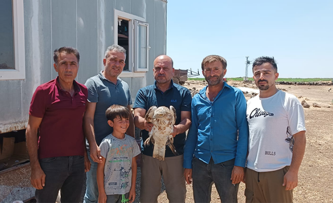 Urfa'da bitkin halde bulunan kartal tedaviye alındı