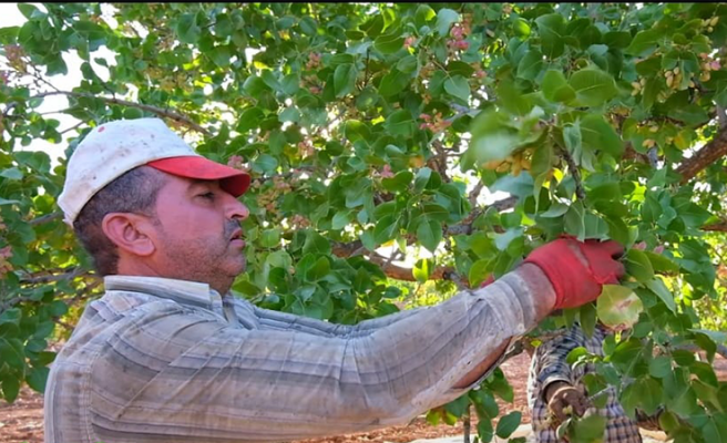 Birecik'te fıstığın hasat sezonu başladı