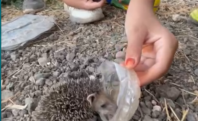 Suruç’ta yavru kirpi sıcaklarda bitkin düştü