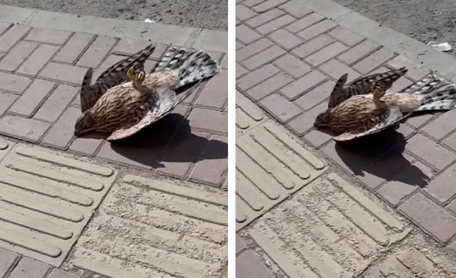 Urfa’da sıcaktan fenalaşan şahinin yardımına vatandaşlar yetişti!