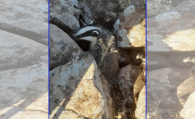 Tedavisi tamamlanan porsuk doğaya salındı