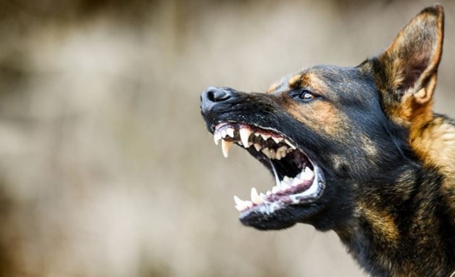 Urfa’da yeni kuduz vakası