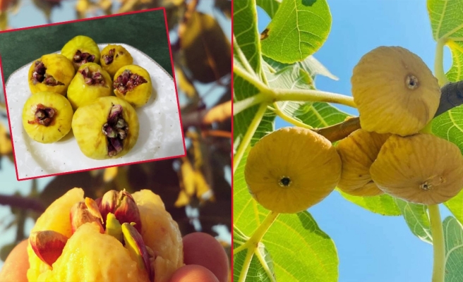 Urfa inciri tezgaha indi