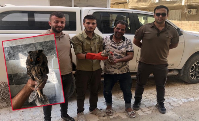 Birecik’te yaralı halde orman baykuşu bulundu