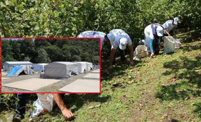 Ordu’da boğazına fındık kaçan Urfalı çocuk hayatını kaybetti