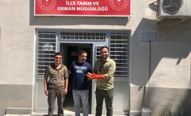Urfa’da yaralı halde bulunan arı kuşu tedaviye alındı