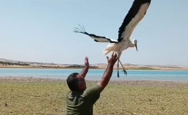 Urfa’da tedavisi tamamlanan leylek doğaya bırakıldı!