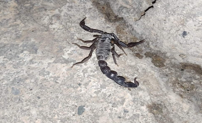 Akçakale’de siyah akrepler vatandaşı tedirgin ediyor
