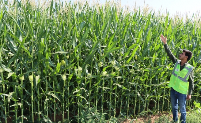 Büyükşehir, mısırda istenilen kaliteye ulaştı