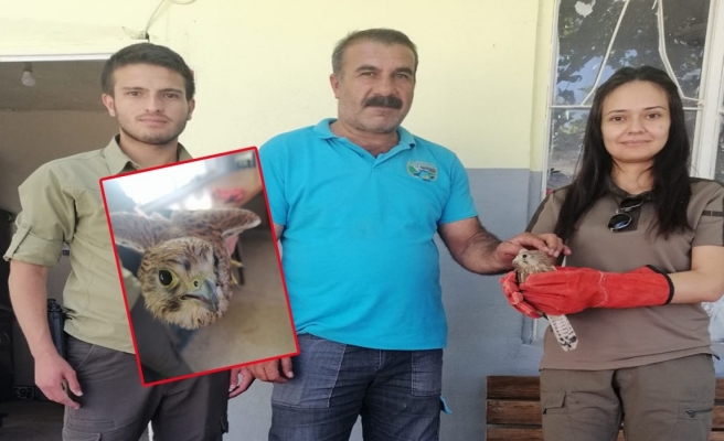 Urfa'da yaralı halde bulunan kerkenez tedaviye alındı