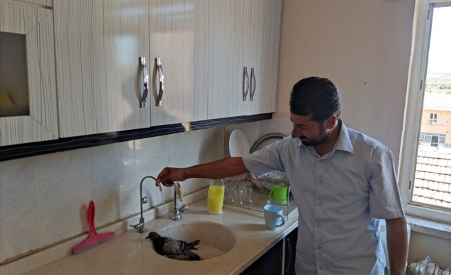 Bozova’da sıcaktan bunalan güvercin müftülük binasına sığındı