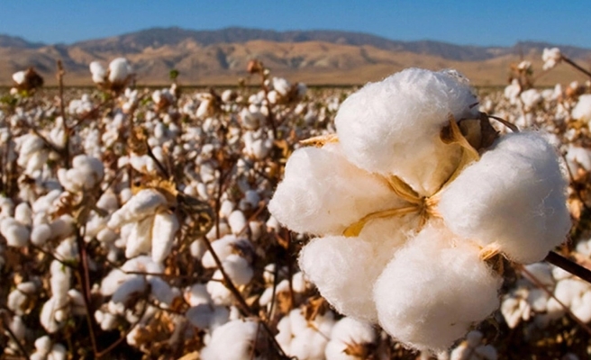 Urfa'da preseli pamuk 44 liradan alıcı buldu