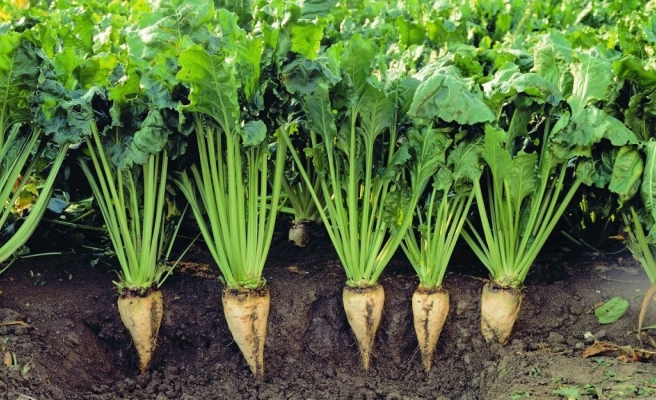 Destek ödemeler bugün yatmaya başlıyor