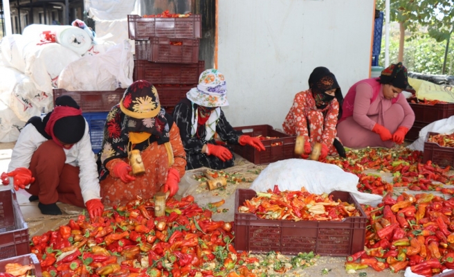 Büyükşehir’de isot hasadı başladı