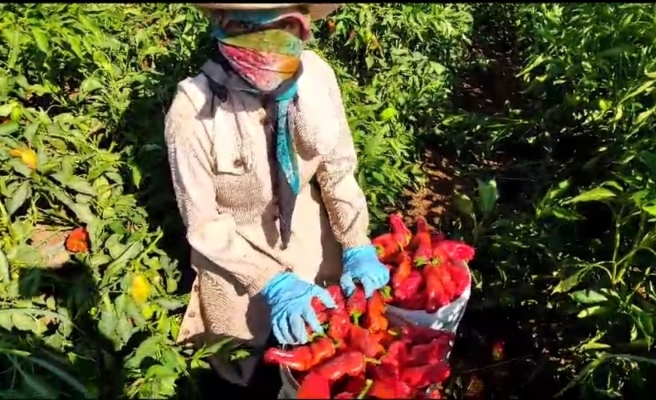 Üniversite öğrencisi Rabia 50 derece sıcakta tarlada hayalleri için çabalıyor