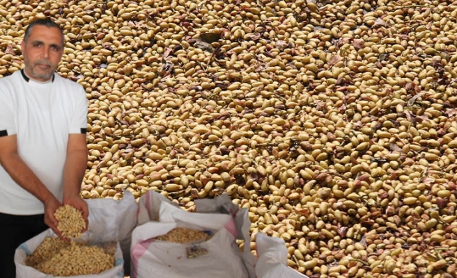 Rekolte düşük fiyat yüksek!