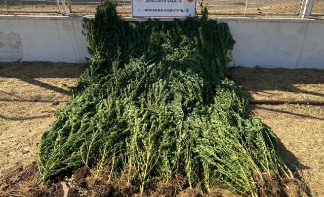 Urfa’da bamya tarlasında kenevir ele geçirildi