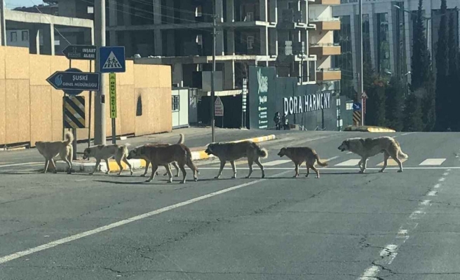Başıboş köpekler için yeni önlemler