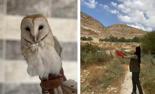 Urfa'da tedavisi tamamlanıp doğaya bırakıldı!