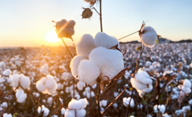Urfa'da preseli pamuk 45,10 liradan alıcı buldu