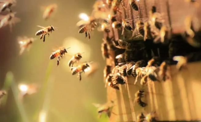 Şanlıurfa bal üretimiyle dikkat çekiyor