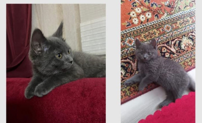 Urfa’da kayıp kedisi için ilan verdi!