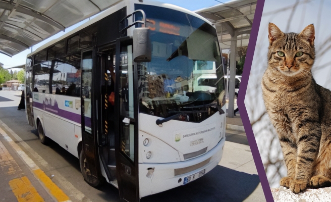 Şanlıurfa’da otobüste ‘kedi’ tartışması