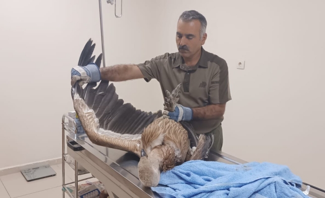 Yaralı halde bulunan kızıl akbaba Urfa’da tedavi altına alındı