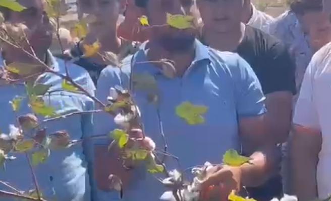 Ülkenin en önemli pamuk üretim merkezinde çiftçiler isyanda