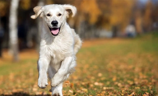 Sokağa dışkılayan köpekler ve sahipleri DNA testiyle bulunacak