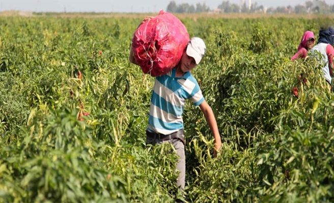Tarım işçisi ölümlerinde Urfa ikinci sırada