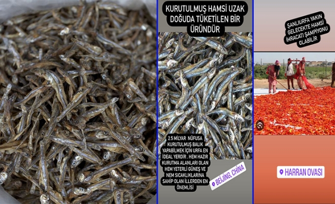 Şanlıurfa hamsi ihracat şampiyonu olabilir mi?