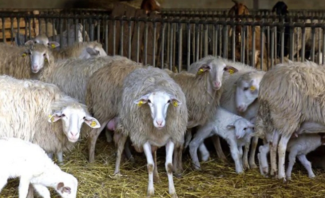 Ceylanpınar Tarım İşletmesi'nden 16 bin ton koyun sütü ihalesi