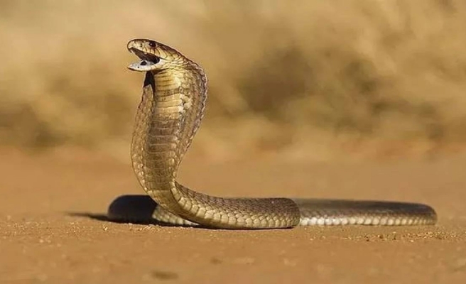 Türkiye’nin tek kobra türü! Urfa'da görüldü