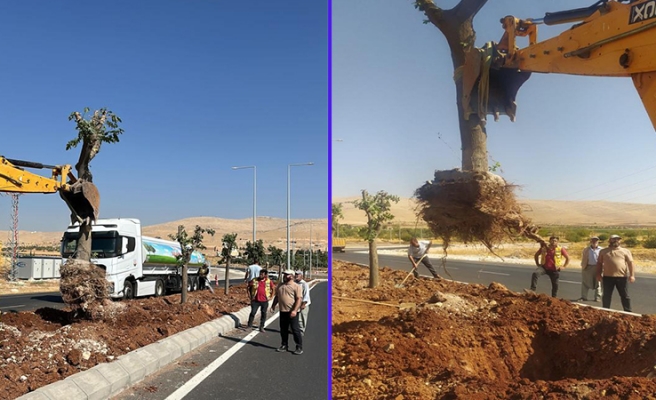 Kavşak yapımı nedeniyle sökülen ağaçların akıbeti belli oldu