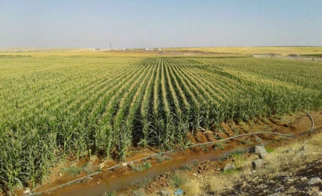 Urfa’da mısırın tahmini üretim maliyeti açıklandı