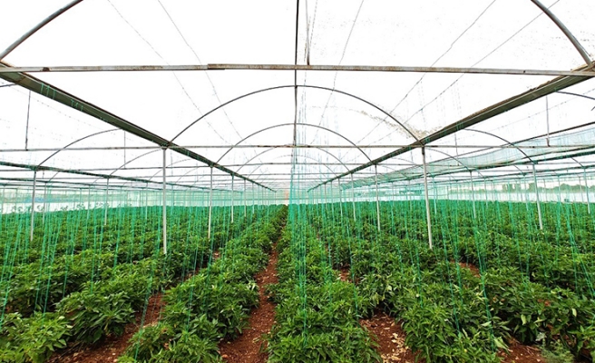 Eyyübiye'de ejder meyvesi üreticiliğinde ilk meyveler alındı