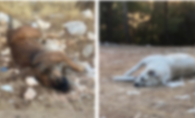 Urfa'da korkunç iddia!