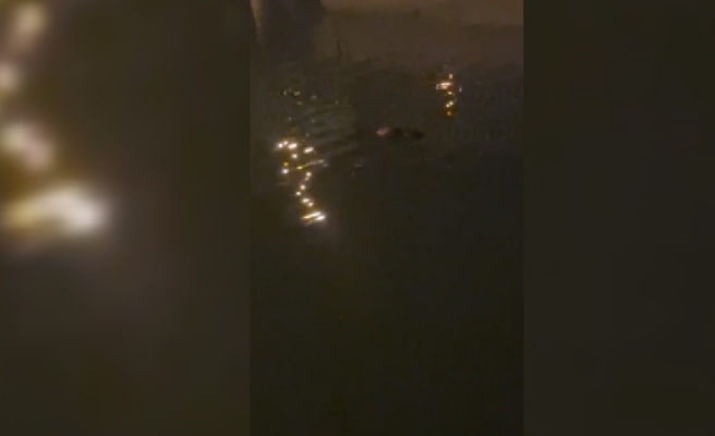 Urfa'da yürüyüşe çıkanlar korkunç manzara ile karşılaştı!