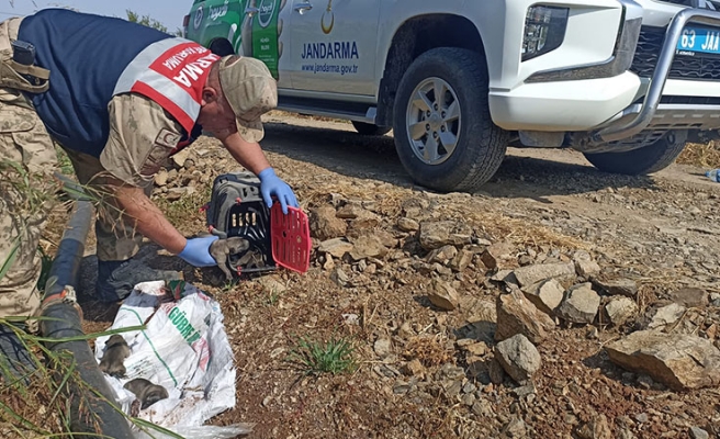 Hilvan'da terk edilmiş köpekler HAYDİ ekipleri tarafından bulundu