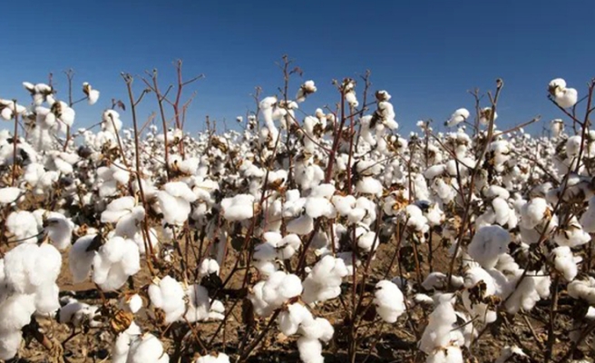 Urfa'da pamuğun fiyatı açıklandı