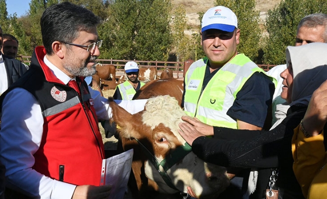 Depremde mağdur olan yetiştiricilere büyükbaş hayvan desteği