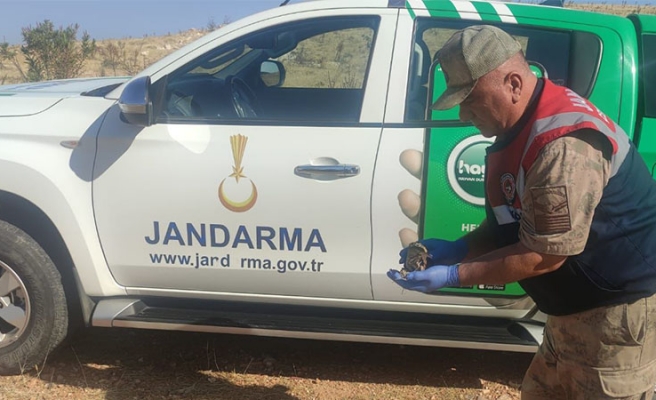 Viranşehir'de nesli tükenmekte olan balaban kuşu kurtarıldı