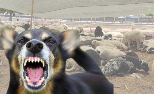 Haliliye’de başıboş köpekler koyunları telef etti