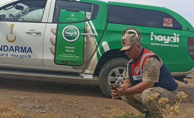 Urfa'da nesli tükenmekte olan kuş yaralı halde bulundu