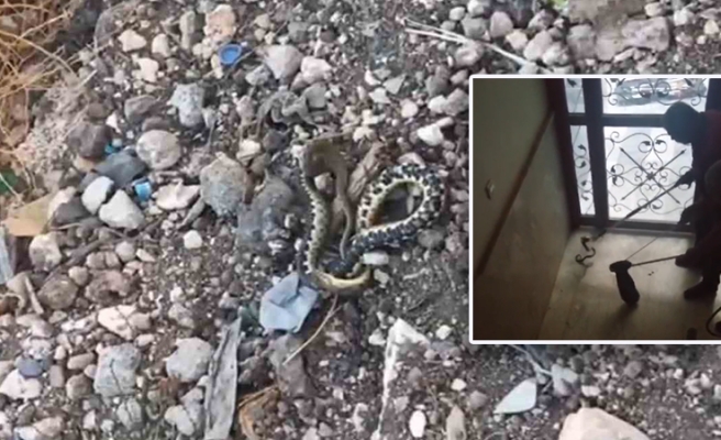 Urfa’da apartmanda yılan paniği