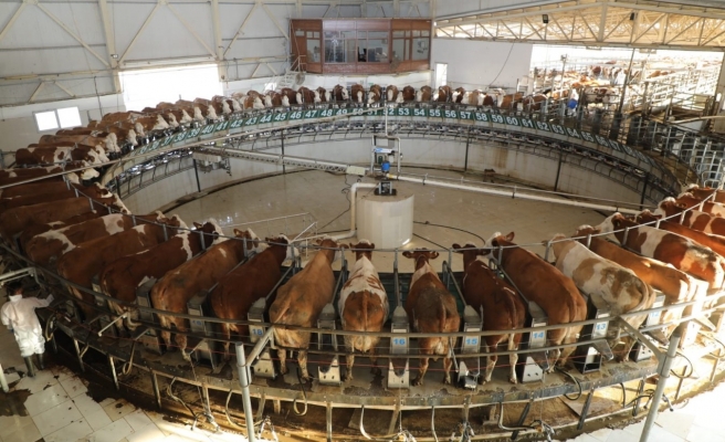 Vali Şıldak dünyanın en büyük çiftliğini inceledi