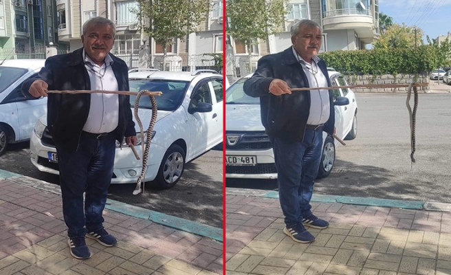 Urfa’da sokakta 1,5 metrelik engerek yılanı