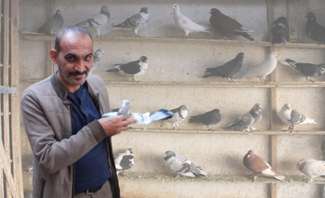 Urfa’daki kuşların fiyatı lüks arabalarla yarışıyor