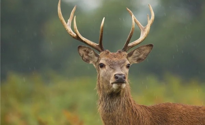 Urfa'da ilk defa görüldü